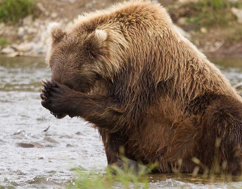 Как выглядит бритый медведь